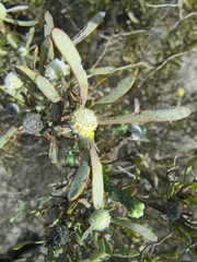 Leucadendron cinereum