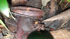 Mantidactylus