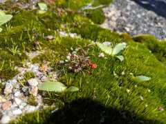 Oxalis stokoei