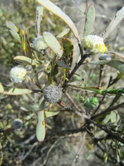 Leucadendron cinereum