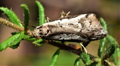 Philobota stella
