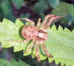 Xysticus ulmi