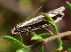 Philobota stella