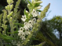 Anarrhinum duriminium