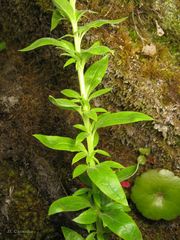 Anarrhinum duriminium