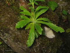 Anarrhinum duriminium