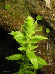 Anarrhinum duriminium