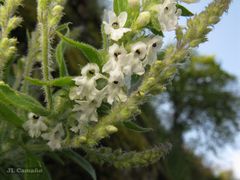 Anarrhinum duriminium