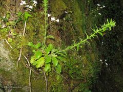 Anarrhinum duriminium
