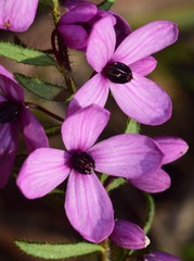 Tetratheca pilosa