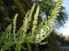 Anarrhinum duriminium