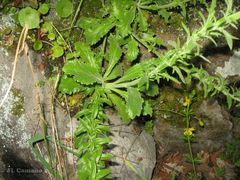 Anarrhinum duriminium