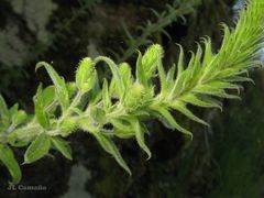 Anarrhinum duriminium