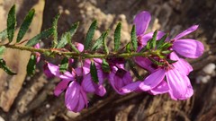 Tetratheca pilosa