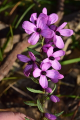 Tetratheca pilosa