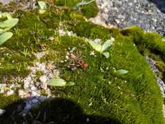 Oxalis stokoei