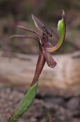 Chiloglottis × pescottiana