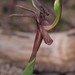 Chiloglottis × pescottiana - Photo (c) Mike and Cathy Beamish, some rights reserved (CC BY-NC), uploaded by Mike and Cathy Beamish