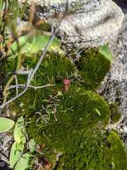 Oxalis stokoei