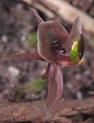 Chiloglottis × pescottiana