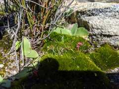 Oxalis stokoei