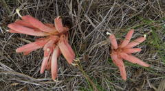 Hyobanche