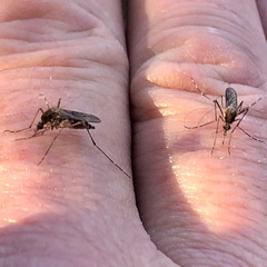 Aedes camptorhynchus