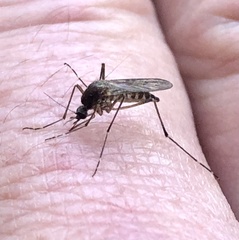 Aedes camptorhynchus