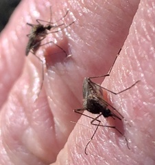 Aedes camptorhynchus