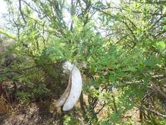 Vachellia robusta robusta