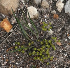 Euphorbia silenifolia