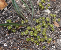 Euphorbia silenifolia