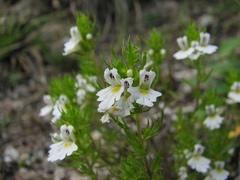 Euphrasia cuspidata