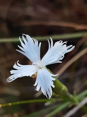 Dianthus lumnitzeri