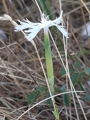 Dianthus lumnitzeri
