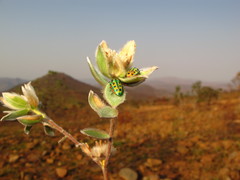 Calidea distinguenda