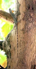Draco maculatus
