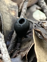 Plectania platensis