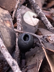 Plectania platensis