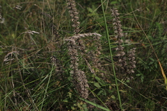 Dracocephalum nutans