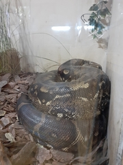 Boa constrictor constrictor