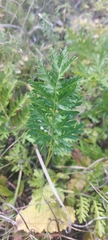 Artemisia latifolia