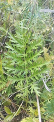 Artemisia latifolia