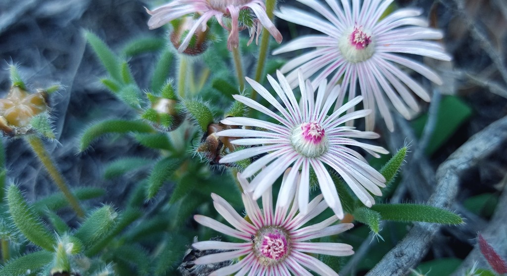 Trichodiadema strumosum