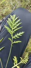 Artemisia latifolia
