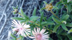 Trichodiadema strumosum