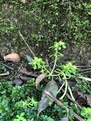 Sedum formosanum