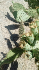 Opuntia