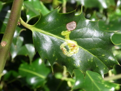 Phytomyza ilicis