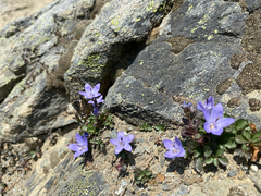Campanula piperi